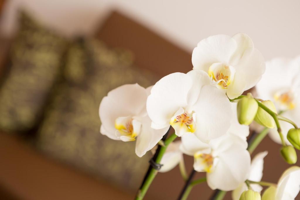 Residence Hirzer Lagundo Ngoại thất bức ảnh